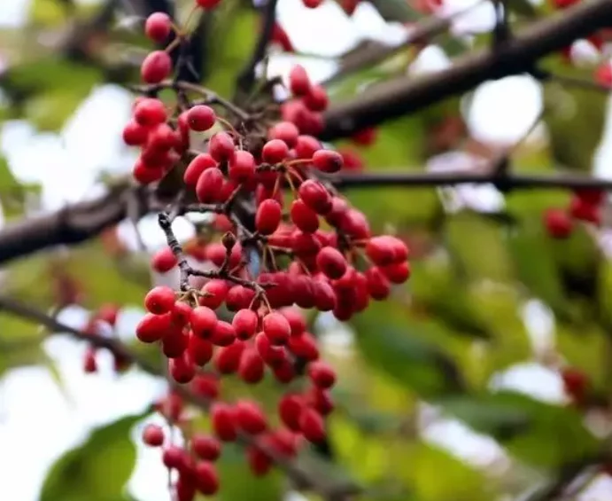 茱萸怎么读